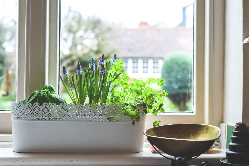 Comment bien utiliser un potager intérieur ?